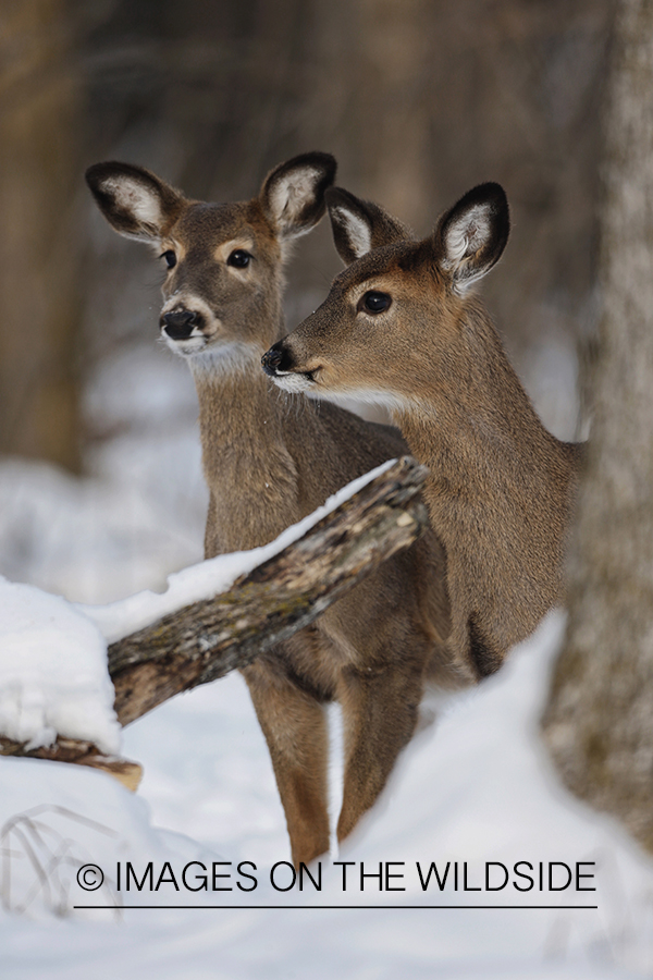 White-tailed does in winter habitat.