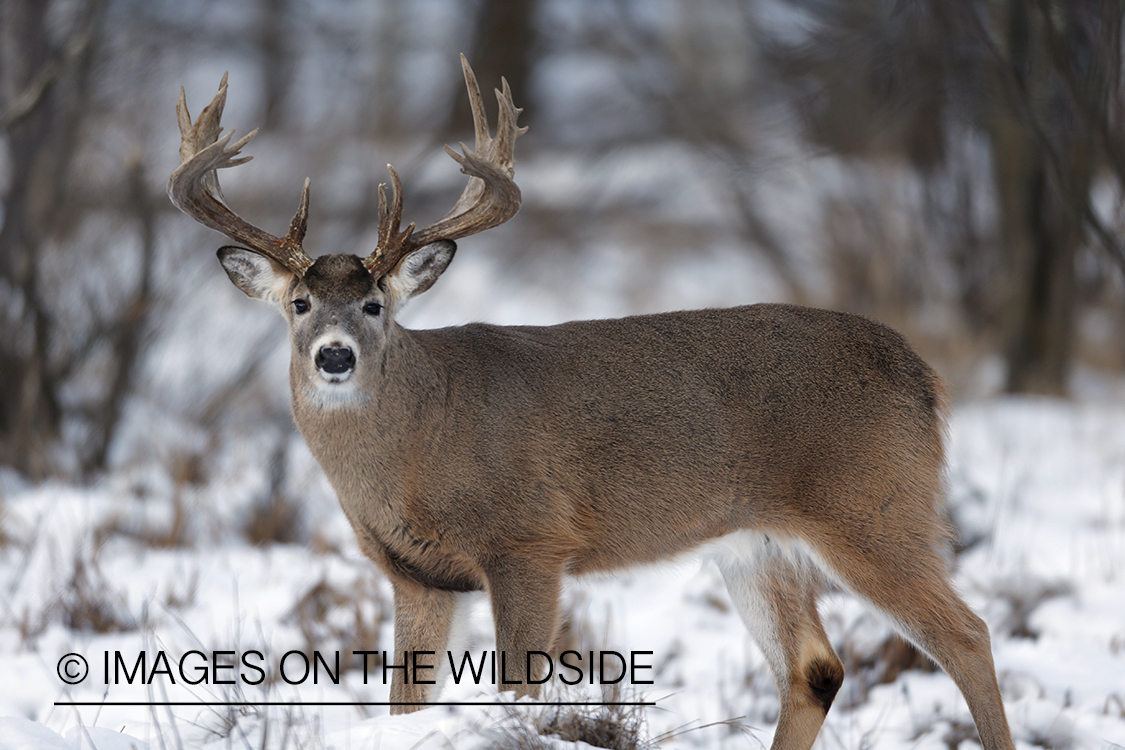 White-tailed buck in habitat.