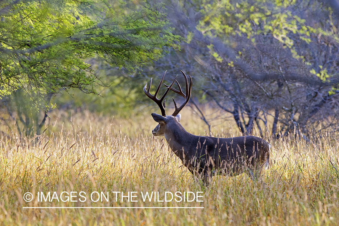 White-tailed buck in habitat. 