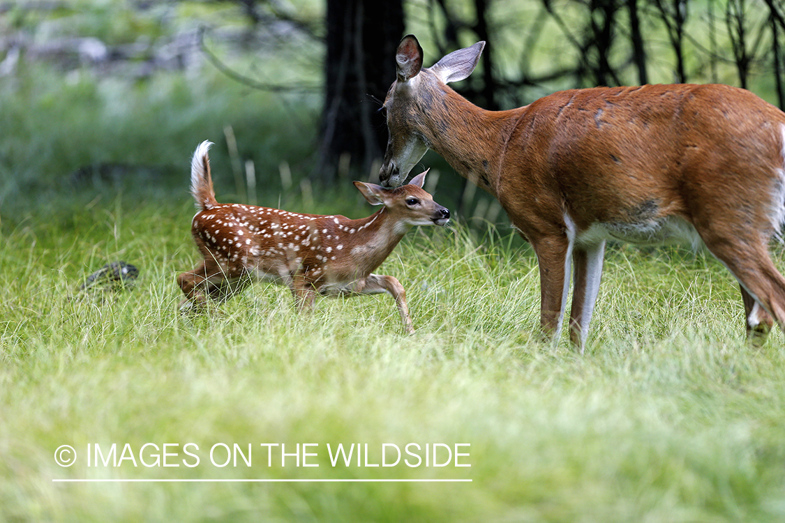 White-tailed fawn with doe in habitat.