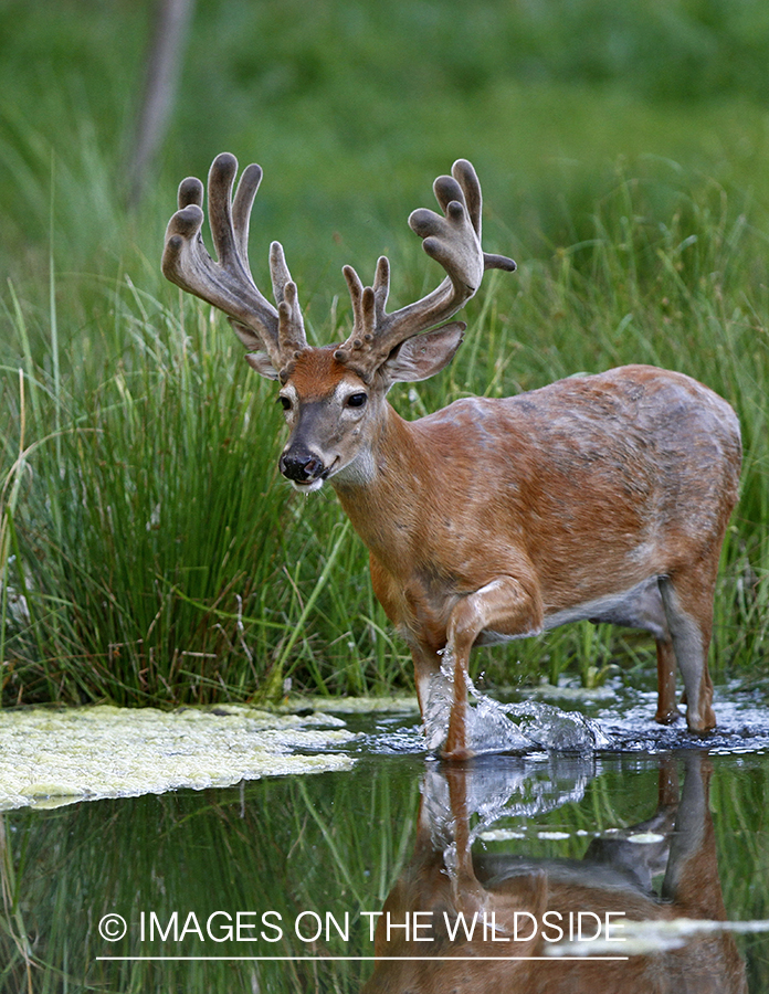 White-tailed buck with reflection in habitat.