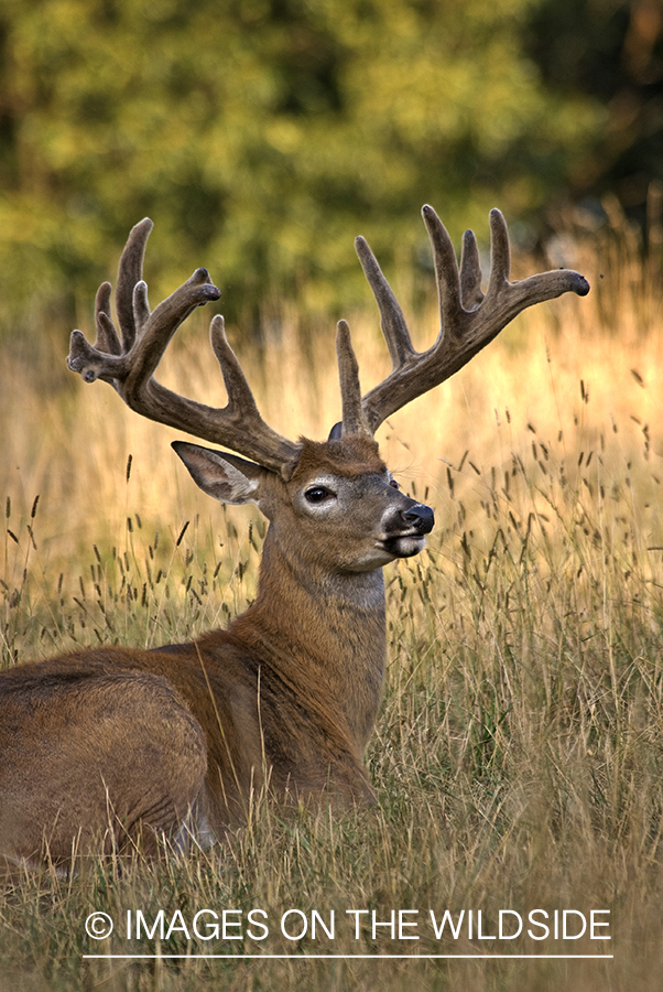 White-tailed buck in velvet.