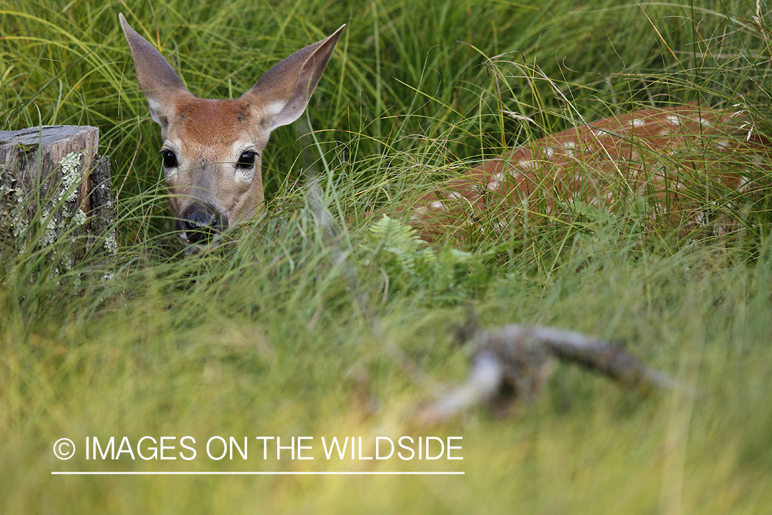 White-tailed fawn in velvet bedded down.