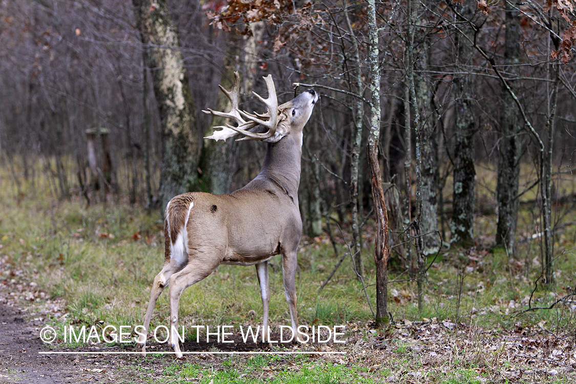 White-tailed buck scent marking.