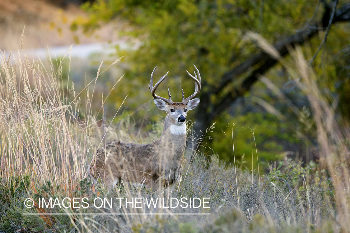 White-tailed buck in habitat.