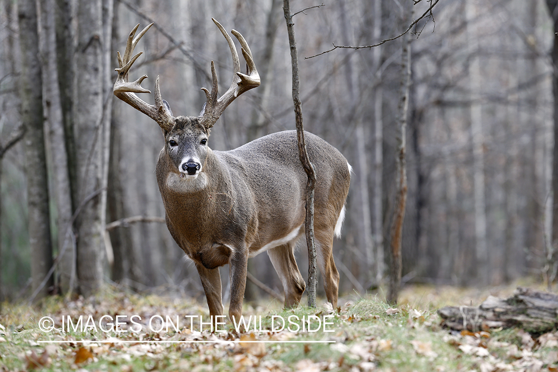 White-tailed buck near tree rub.