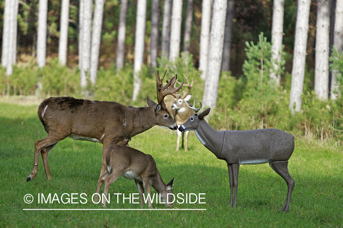 White-tailed buck approaching decoy. 