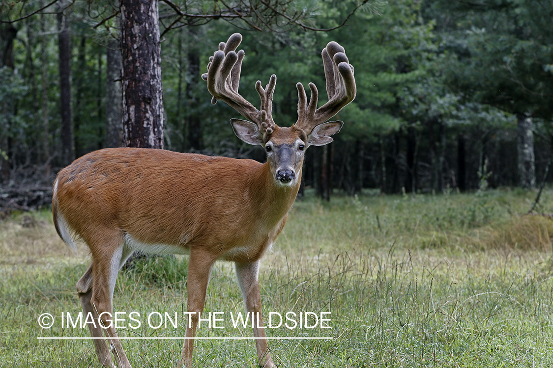 White-tailed Buck in Velvet.