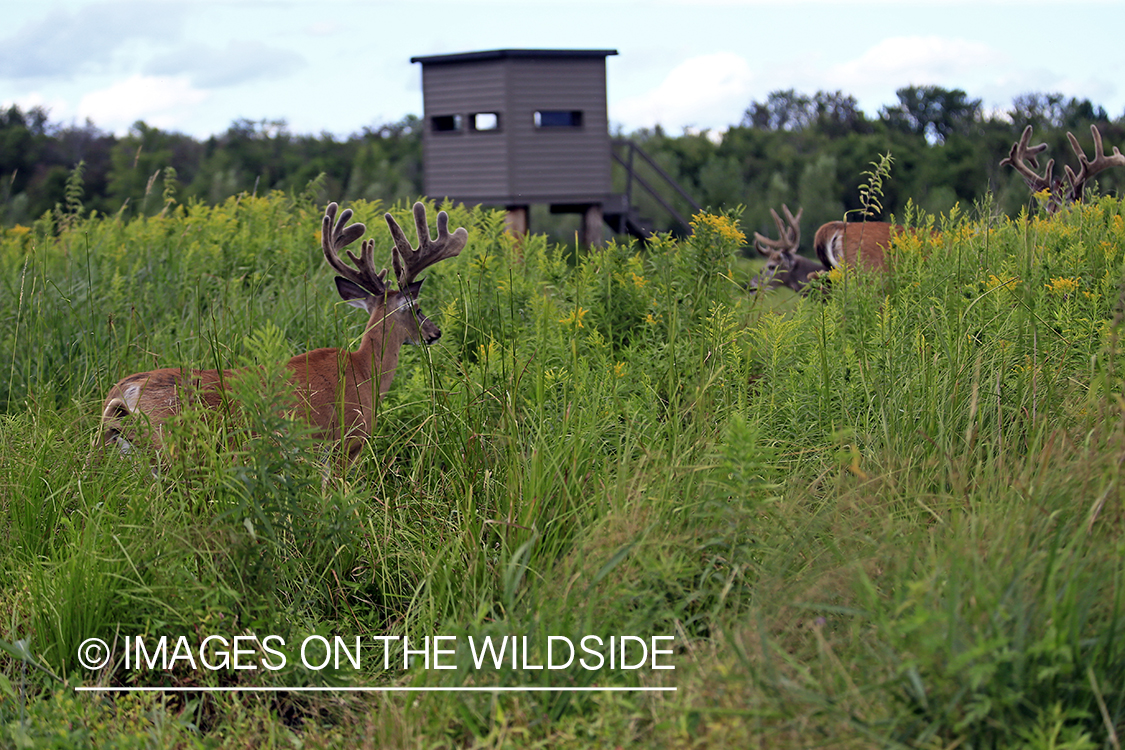 White-tailed bucks in Velvet by hunting stand.