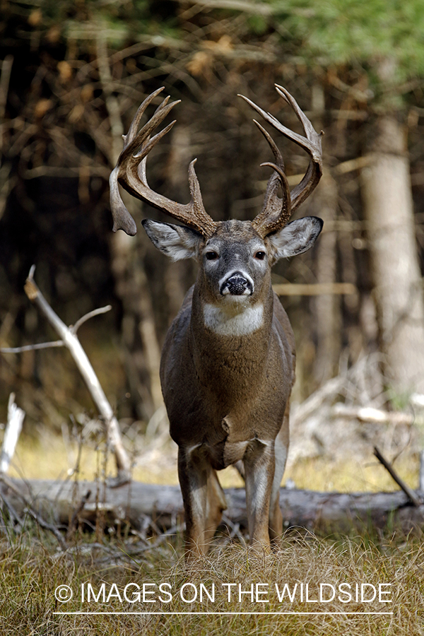 White-tailed buck in woods.