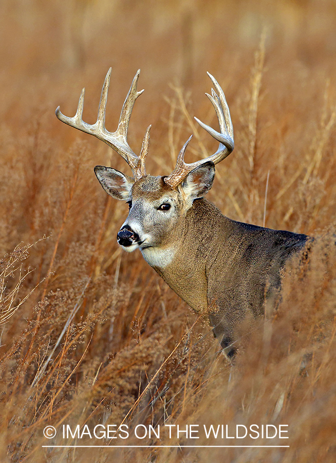 White-tailed buck in fall field.