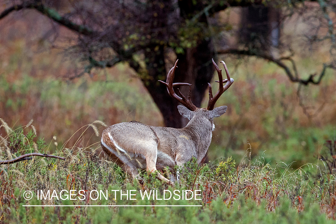 White-tailed buck running in habitat.