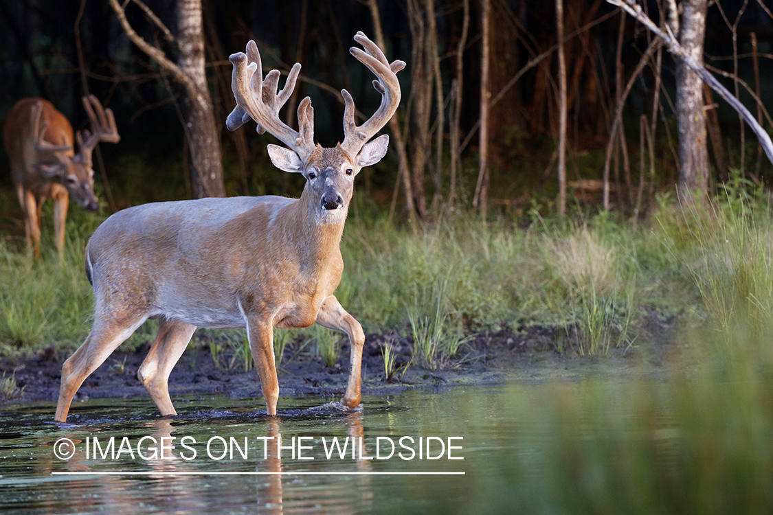 White-tailed buck in velvet next to water.