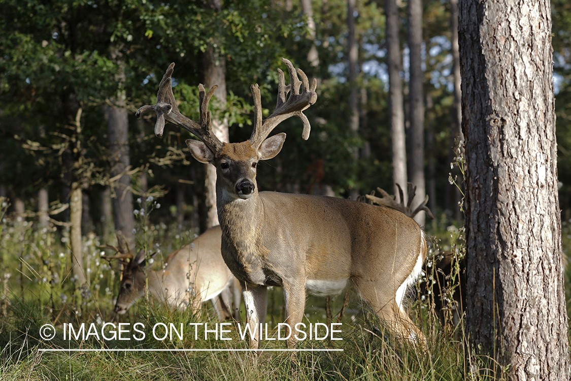 White-tailed buck in velvet in field.