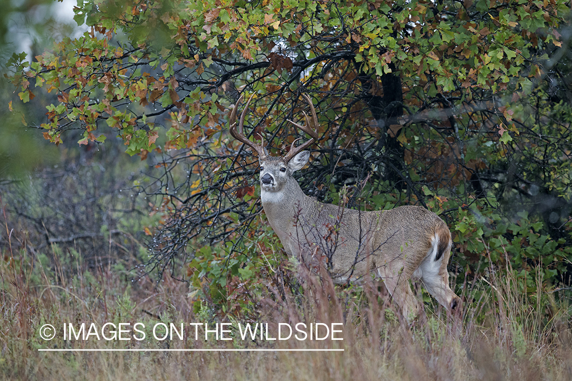 White-tailed buck in field.