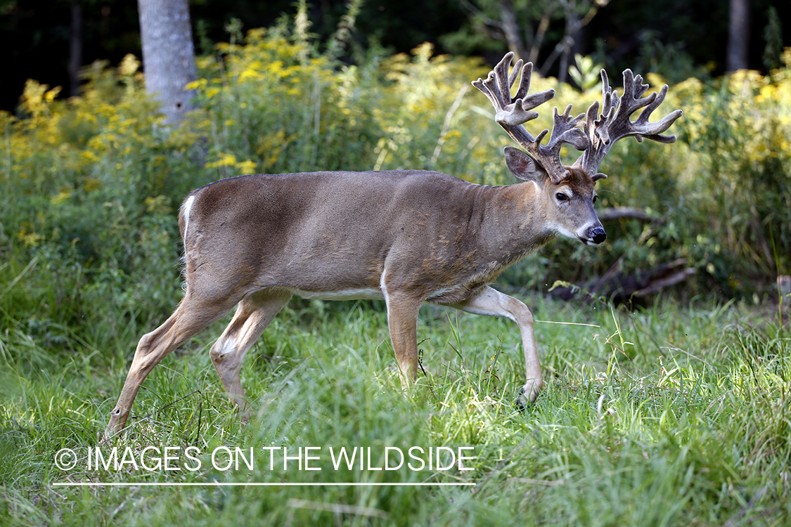 White-tailed buck in field.