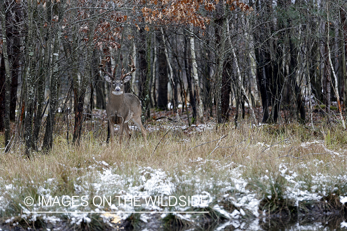 White-tailed buck in field.