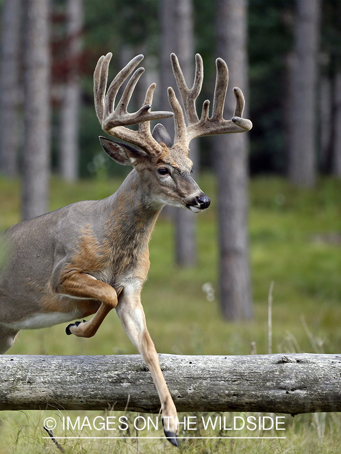 White-tailed buck in Velvet leaping over fallen tree.