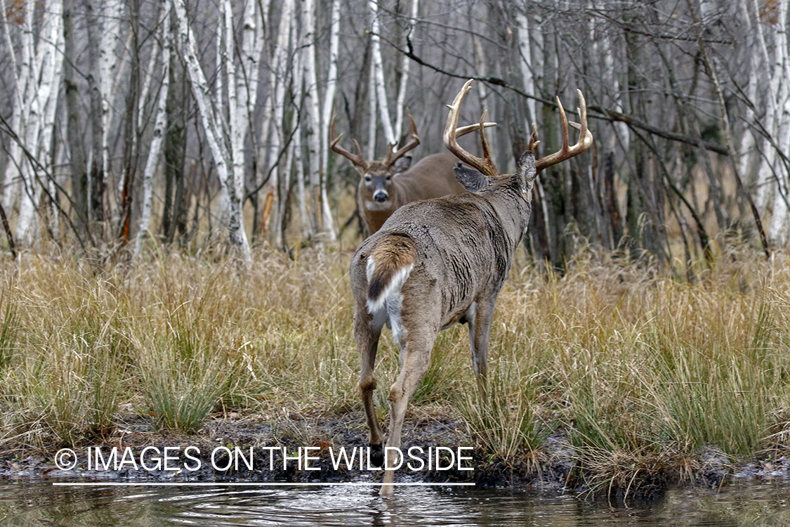 White-tailed bucks confronting each other.