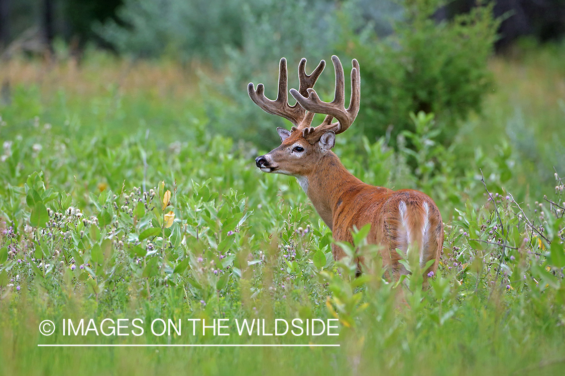 White-tailed buck in Velvet.