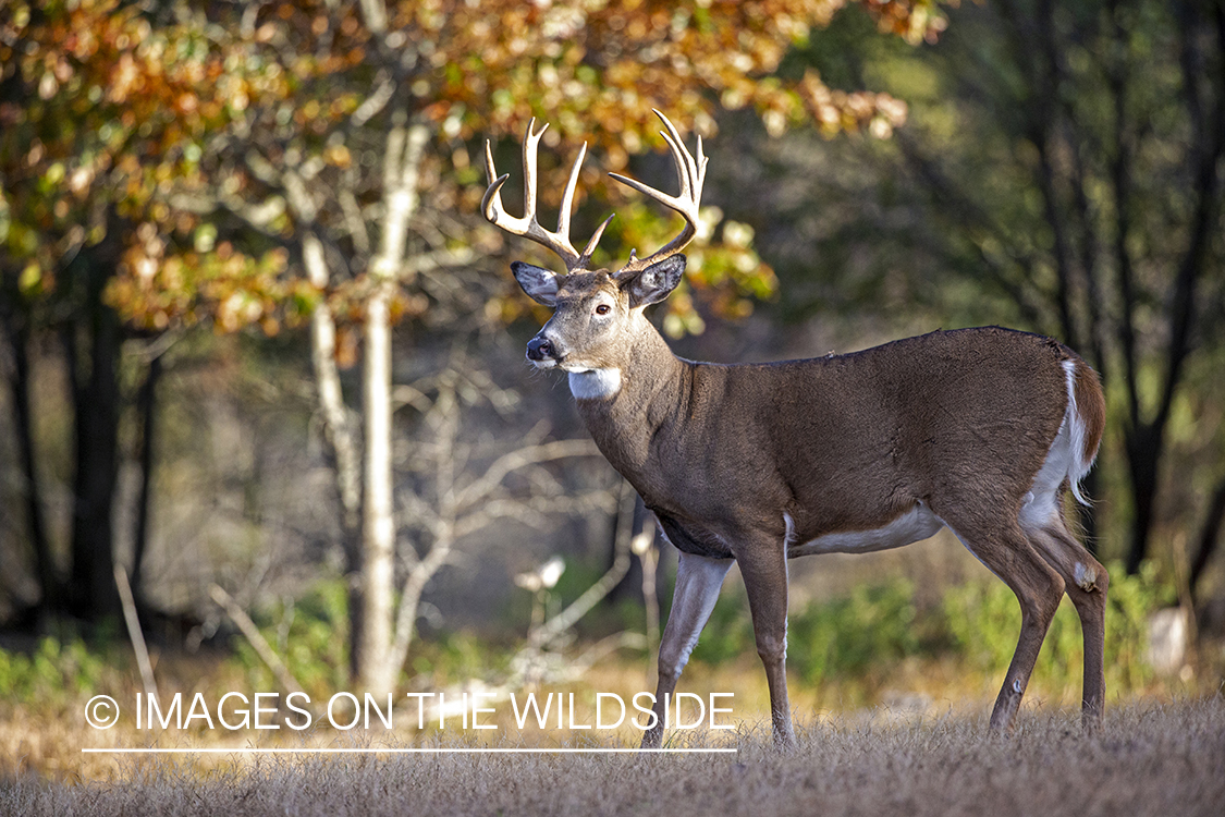 White-tailed buck in field.