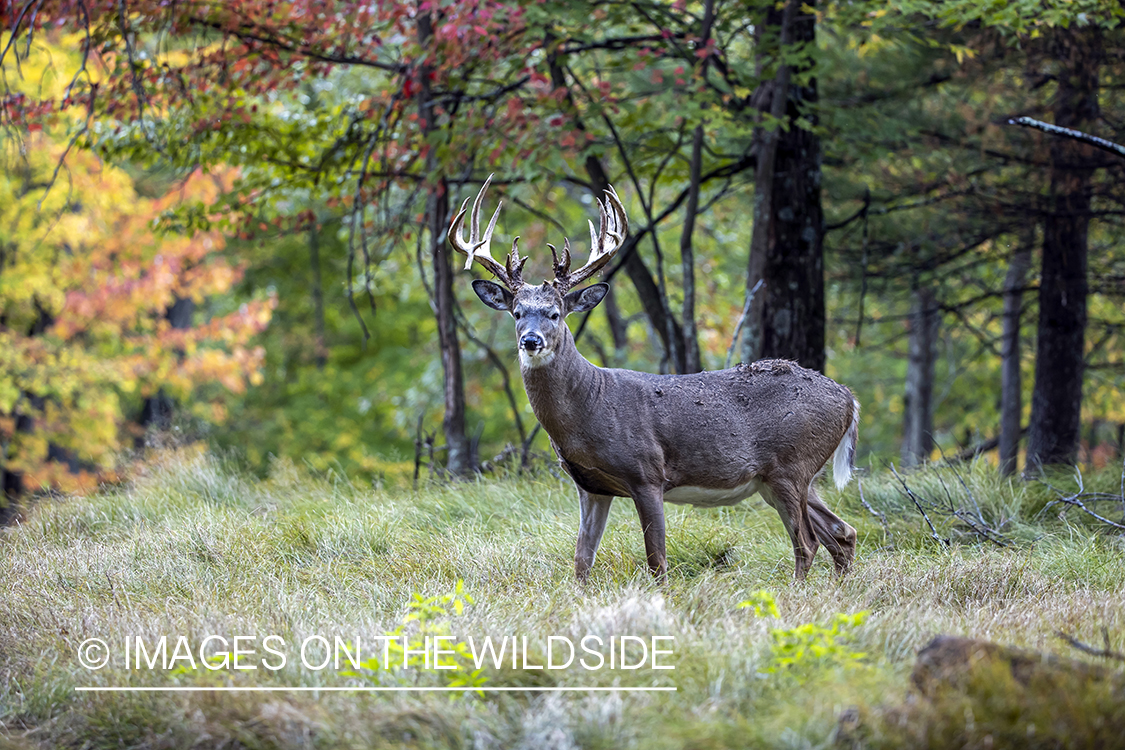 White-tailed buck in field.