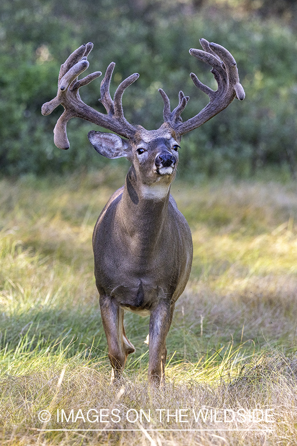 White-tailed buck in habitat.