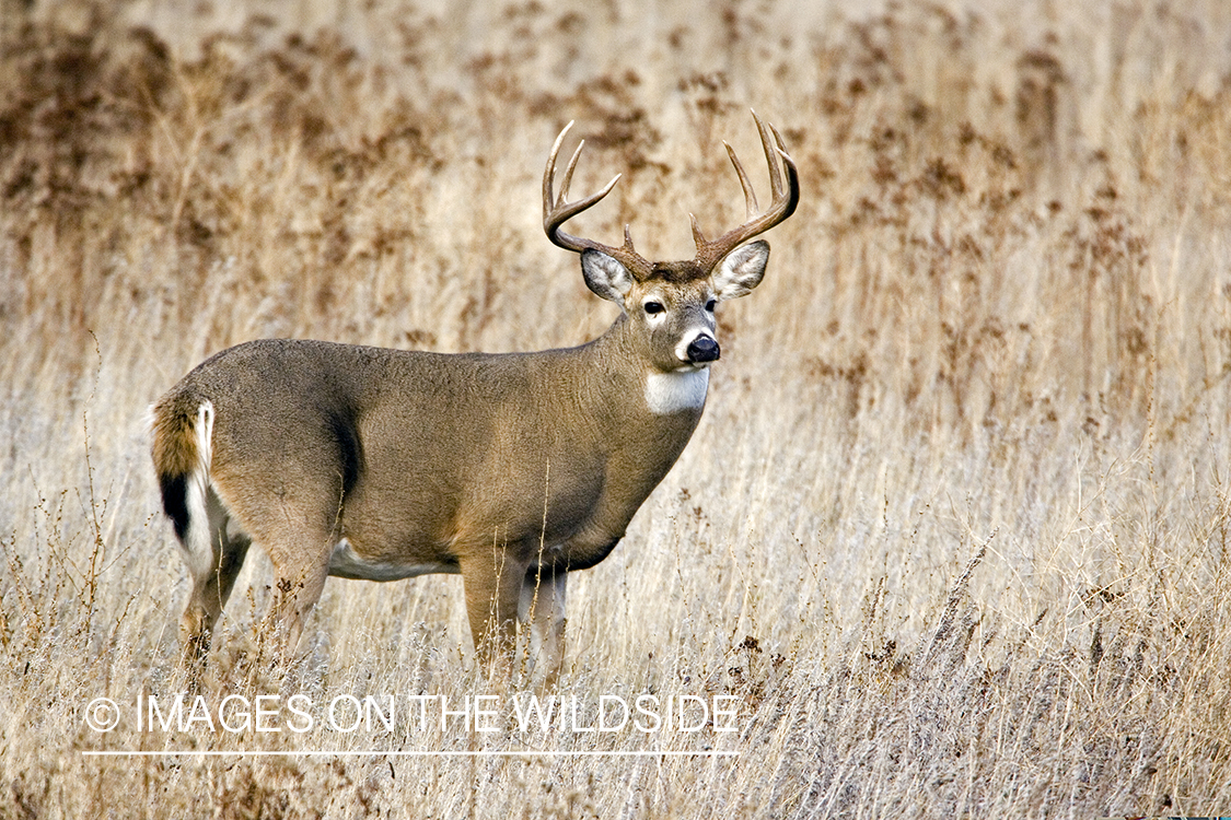 White-tailed deer in habitat