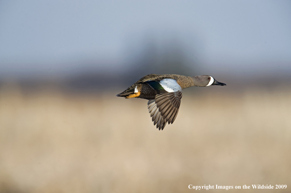 Blue-Winged Teal drake in flight