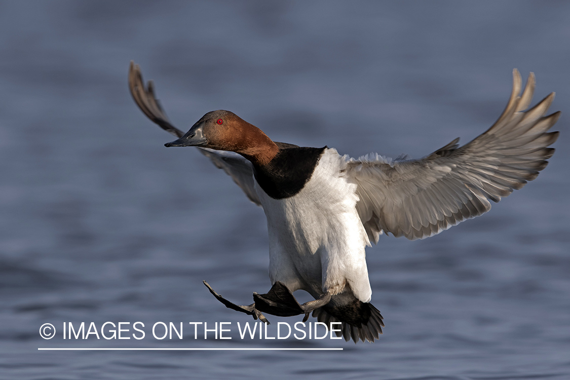 Canvasback in flight.