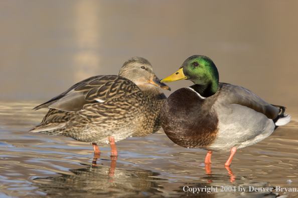 Mallards standing in pond.