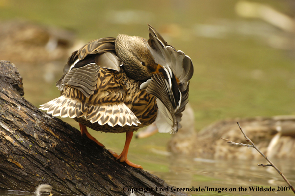 Mallard duck