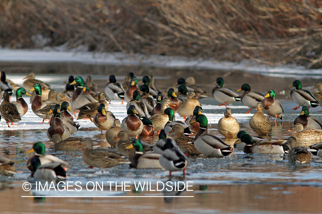 Flock of Mallards in winter habitat.