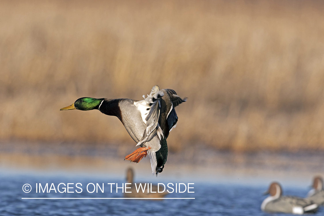 Mallard drake in flight.