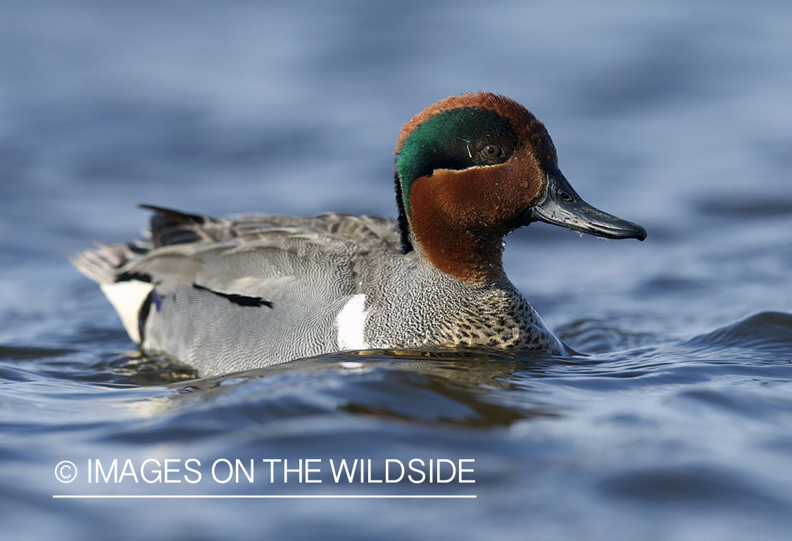 Green-winged Teal duck in habitat.