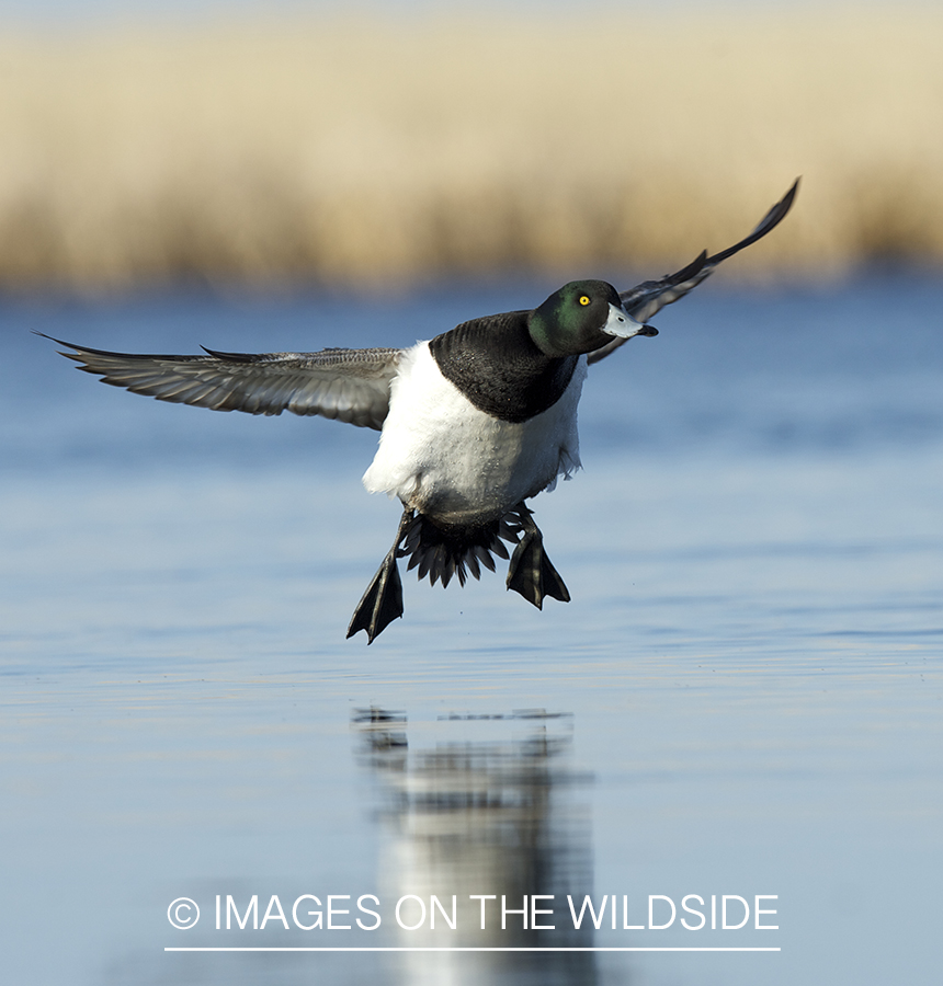 Lesser Scaup duck landing in habitat.