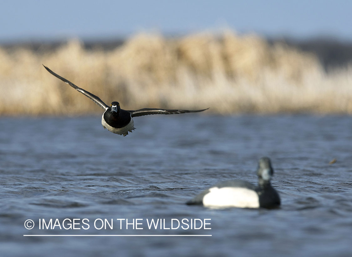 Ring-necked ducks landing with decoys.