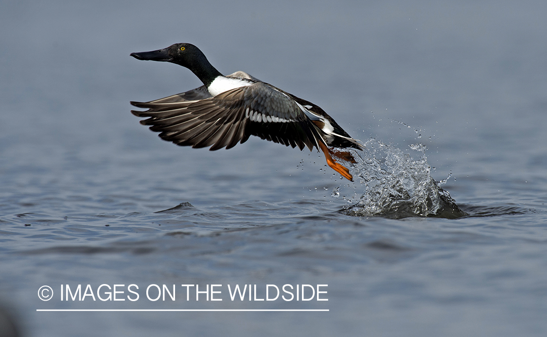 Shoveler duck taking flight.