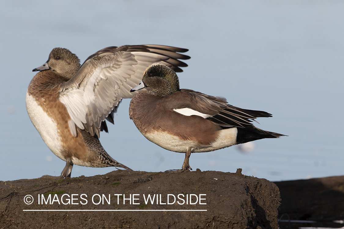 Wigeon on bank.