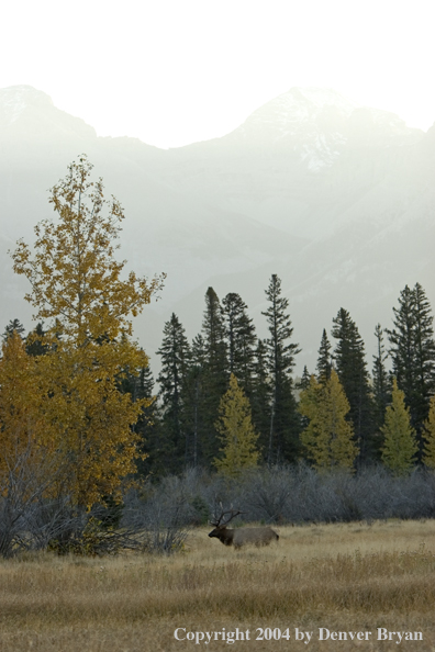 Rocky Mountain bull elk in habitat.