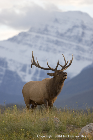 Rocky Mountain bull elk bugling.