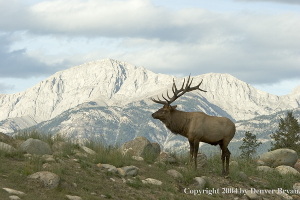 Rocky Mountain bull elk in habitat.