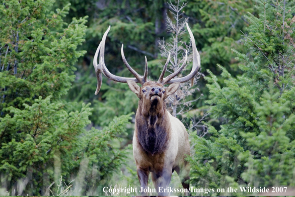 Elk in habitat