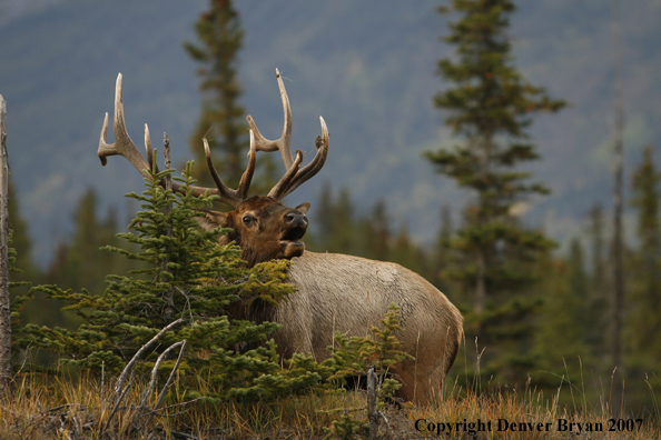 Rocky Mountain Elk bugling