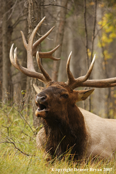 Rocky Mountain Elk bedded down