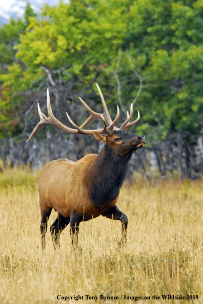 Rocky Mountain Elk in habitat