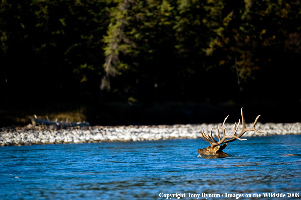 Bull Elk swimming