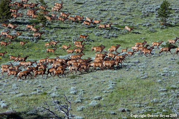 Rocky Mountain Elk in habitat