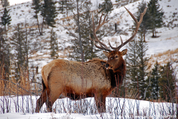 Rocky Mountain Bull Elk in habitat. 