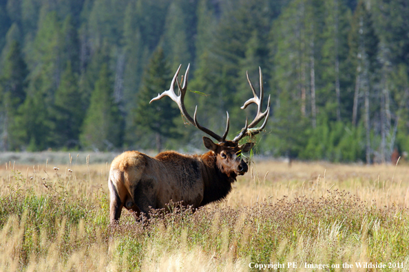 Rocky Mountain elk in habitat. 